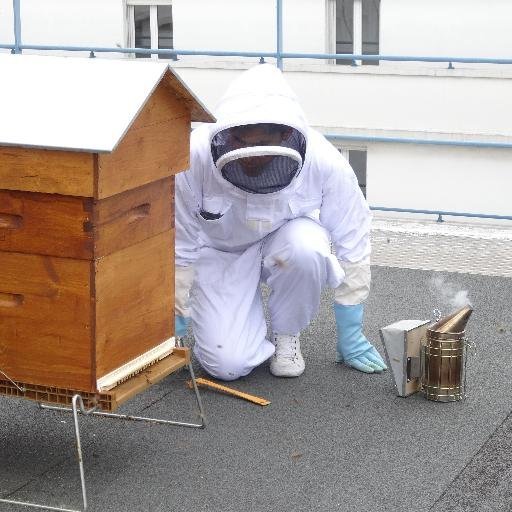 Des abeilles sur les toits des entreprises